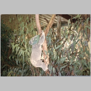 1988-08 - Australia Tour 107 - Koala at Lone Pines.jpg